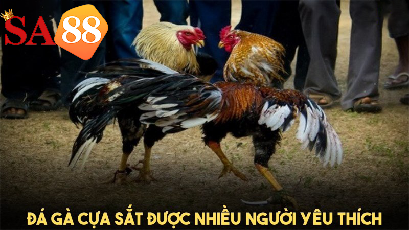 Đá gà cựa sắt thường được nhiều người chơi khi tham gia đá gà trên mạng